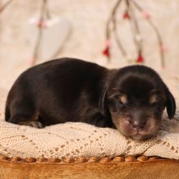 Milo - Black and cream male Dachshund puppy in Wakarusa, Indiana from PuppyLove Dachshunds