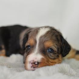 Gala- Lavender Collar Female - Blue merle female Bernedoodle puppy in Katy, Texas from Bluebonnet Bernedoodles of Southeast Texas