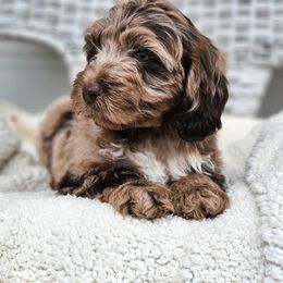 Australian Labradoodle, Cockapoo, Goldendoodle, and Labradoodle Puppies from Dessie's Doodles