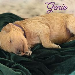 Genie - Apricot female Poodle puppy in Brooksville, Florida from Ariella Standard Poodles & Chinese Cresteds