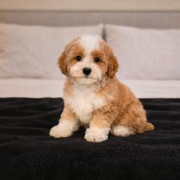 Chip - Red male Cavapoo puppy in Floyd, Virginia from Hearts and Paws Poodles and Doodles