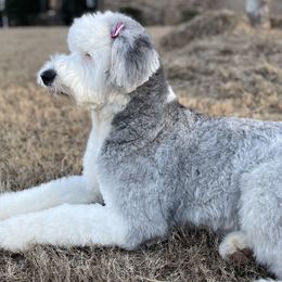 Assorted Doodle Crosses, Old English Sheepdogs, and Poodles from Everyone Loves Doodlez