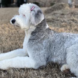 Assorted Doodle Crosses, Old English Sheepdogs, and Poodles from Everyone Loves Doodlez