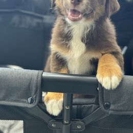 Laney -White Collar - Red tri-color female Australian Shepherd puppy in Greenville, Texas from Huneycutt Wiggles