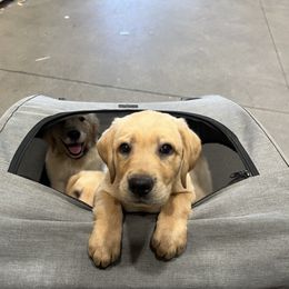 Golden Retriever and Labrador Retriever Puppies from The Golden Leash Kennels
