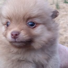 Pomeranian Puppies from Sparta Poms