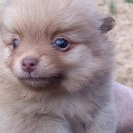 Pomeranian Puppies from Sparta Poms
