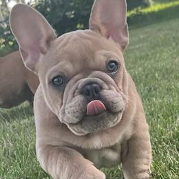 French Bulldogs from Once Upon A Bulls