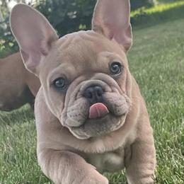 French Bulldogs from Once Upon A Bulls