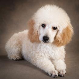 Dave - Cream male Poodle puppy in Southfield, Michigan from Standard Hearts