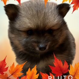 Pluto - Sable male Pembroke Welsh Corgi puppy in Vernal, Utah from Bingo's Kennel