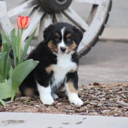 Ukulele - Black tri-color male Australian Shepherd puppy in Circleville, Utah from Canyon Creek Aussies