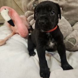 Dolly - Black female Cane Corso puppy in Roachdale, Indiana from Cast Iron Kennels