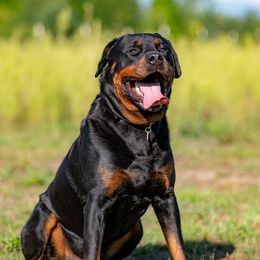 Groot - Rottweiler