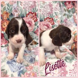 Lisette - Liver white and tan female English Springer Spaniel puppy in Sulphur, Louisiana from Settoon Springer Spaniels