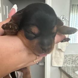Girl 2 - Black and gold female Yorkshire Terrier puppy in Bakersfield, California from Tiny Tails Yorkies