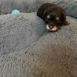 King - Chocolate male Havapoo puppy in Hudson, Indiana from A&G Maltipoos