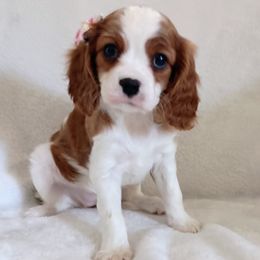 Daisy - Blenheim female Cavalier King Charles Spaniel puppy in Dallas, Texas from Holliday Cavalier King Charles Spaniels