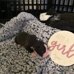 Girl 1 - Brindle female Boxer puppy in Lakeland, Florida from Cote's Boxers