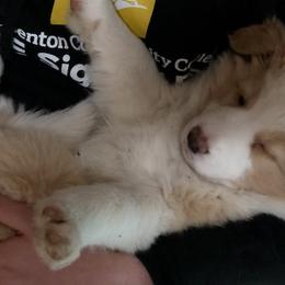Border Collie Puppies from Cahill’s Canines