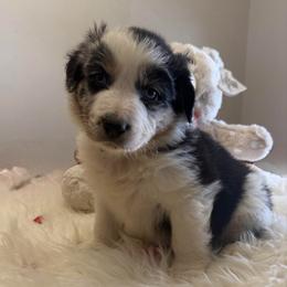 Beau - Blue merle male Australian Shepherd puppy in Harrah, Oklahoma from Kamm's Aussies