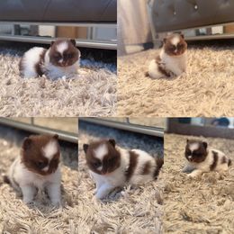 Buttercup - Chocolate and tan female Pomeranian puppy in Modesto, California from My Secret Poms