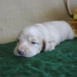 Natalie - Cream female Dachshund puppy in Pace, Florida from Shoebox Doxie’s