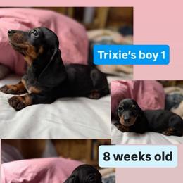 Trixie's boy 1 - Black and tan male Dachshund puppy in Grand Junction, Michigan from J.C fur babies