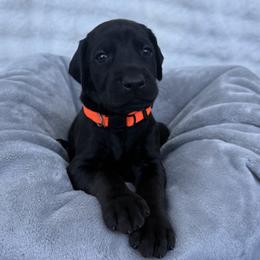 Doberman Pinscher Puppies from Haus of Hound