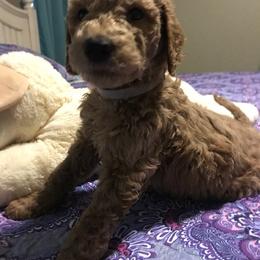Goldendoodle Puppies from Da Ruba Doodles