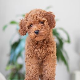 Schnoodle Puppies from Growing Puppies