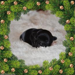 Albus - Black and white male Shih Tzu puppy in Magnolia, Texas from Furbourne Farms