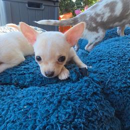 Jasmin - Fawn and white female Chihuahua puppy in Amity, Pennsylvania from Baxters Chihuahuas