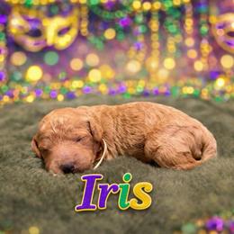 Iris - Red  female Goldendoodle puppy in Covington, Louisiana from MyKy Puppies
