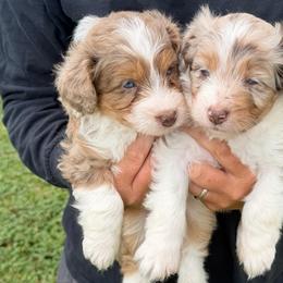 Colby - Red merle male Aussiedoodle puppy in Warrensburg, Missouri from Dreamer Ridge Puppies