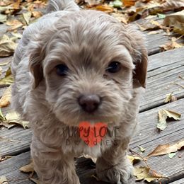 Aussiedoodle, Bernedoodle, Cockapoo, and Goldendoodle Puppies from Puppy Love Doodles