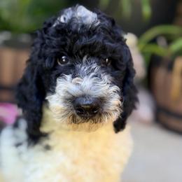 Porter - Parti male Goldendoodle puppy in Macclenny, Florida from Baker County Goldendoodles
