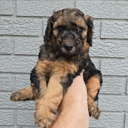 Franky - Phantom male Poodle puppy in Minneapolis, Minnesota from River Park Poodles