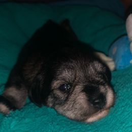 Boy 1 - Miniature Schnauzer puppy from F&K Mini Schnauzers
