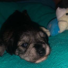 Boy 1 - Miniature Schnauzer puppy from F&K Mini Schnauzers