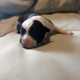 Delta - Black tri male Miniature Australian Shepherd puppy in Weatherford, Texas from F & T Aussies