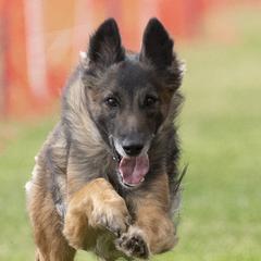 Nyx - Belgian Tervuren