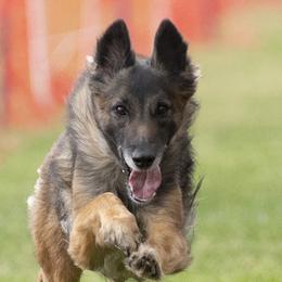 Nyx - Belgian Tervuren