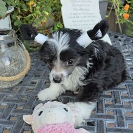 Bonnie Ii Long Star Angel - Black and white female Chinese Crested puppy in Amarillo, Texas from Victoria's Chinese Cresteds Long Star Angels