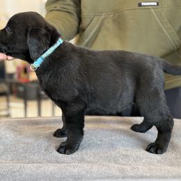 Bluey - Black female Labrador Retriever puppy in Owosso, Michigan from Bennington Retrievers