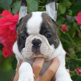 Boston Terriers and Boxers from Highridge Boxers and Bostons