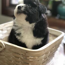 Aussiedoodle Puppies from Ohana Companions