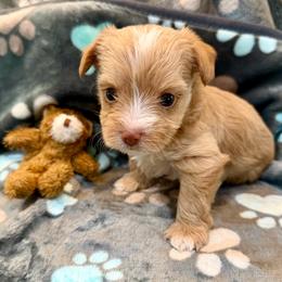 Bolt - Tan and white male Yorkshire Terrier puppy in Crossville, Tennessee from Lil Britches Yorkies