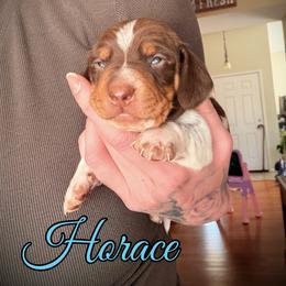 Boy 3 - Piebald male Dachshund puppy in Paso Robles, California from Drift & Dash Dachshunds