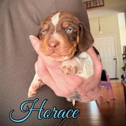 Boy 3 - Piebald male Dachshund puppy in Paso Robles, California from Drift & Dash Dachshunds